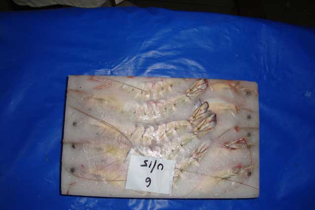 West Bengal Fishermen Cooperative Federation Ltd - BENFISH